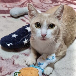 人懐っこくて甘えたすぎる可愛いソナちゃんです♡