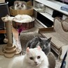 ぱぴてら さん