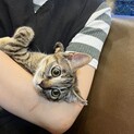 薄いお色のきじねこちゃん