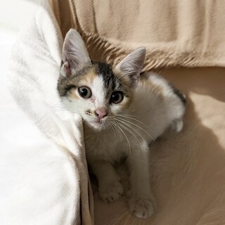 素敵な里親様のところで幸せになりました♡