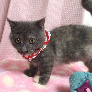 甘えた♪短足マンチカン★ポンちゃん3ヵ月