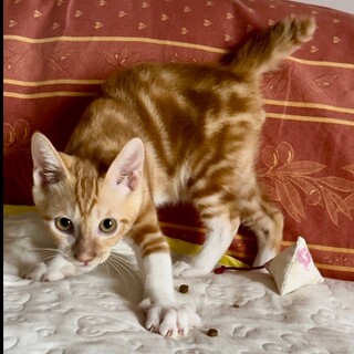 アメショー似の模様、茶白ソックス、男の子