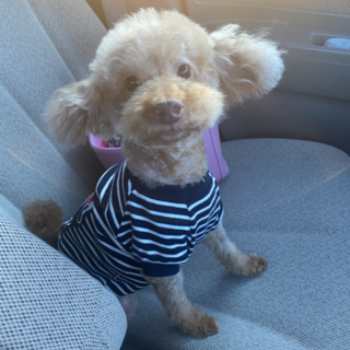 人懐っこいトイプードルの女の子