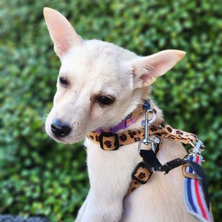 多頭飼育からのレスキュー樺ちゃん