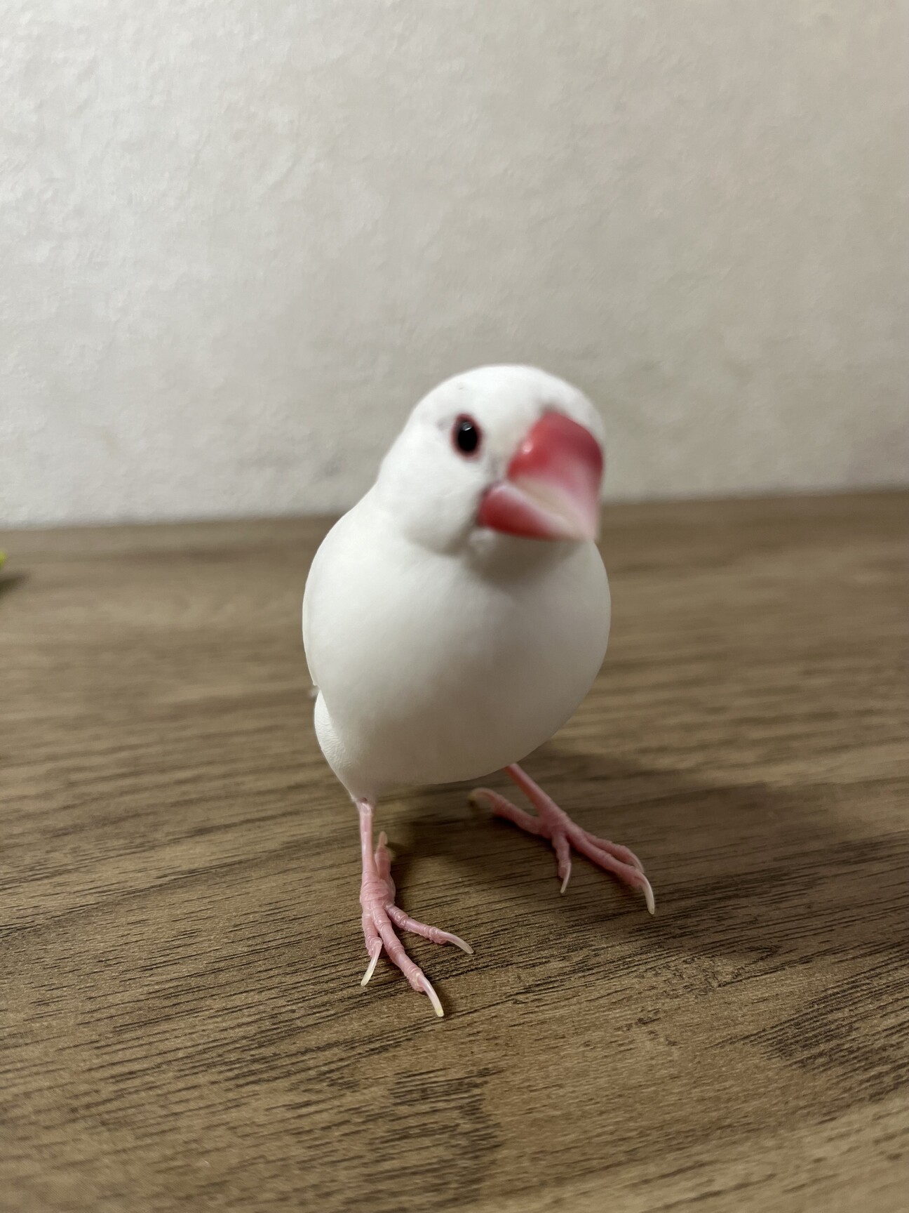 白文鳥(雌1歳)」大阪府 - 鳥の里親募集(497839) :: ペットのおうち