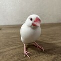 白文鳥(雌1歳)