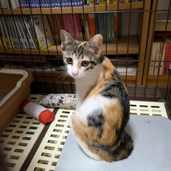 川口Catsましまし譲渡会