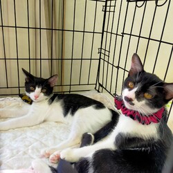 川口Cats保護猫譲渡会