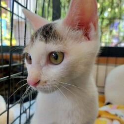 川口Cats保護猫譲渡会 サムネイル2