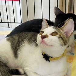 川口Cats保護猫譲渡会 サムネイル3