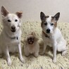 ラス麦母ちゃん