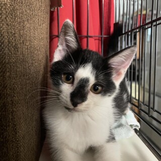 愛嬌たっぷりゴロゴロのオス猫ちゃん