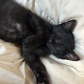 懐っこ黒猫ちゃん