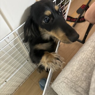 ミニチュアダックス 里親様決定しました