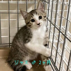 猫の譲渡会　in　名古屋市昭和生涯学習センター サムネイル3