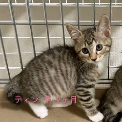 猫の譲渡会　in　名古屋市昭和生涯学習センター サムネイル2