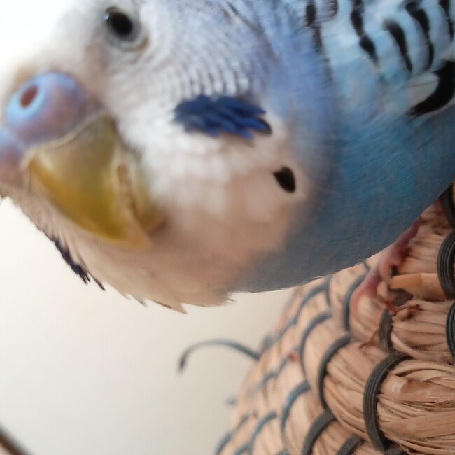 nanao710のカバー写真