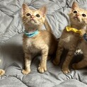 茶トラの子猫、里親募集中です。