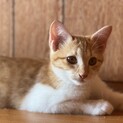 リスみたいな尻尾が可愛い茶白ねこ