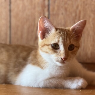 リスみたいな尻尾が可愛い茶白ねこ