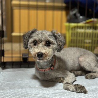 甘えん坊シルバートイプードル