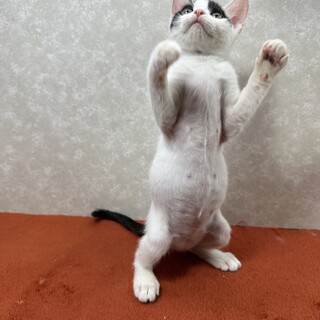 ミルクで飼育四兄妹❗️ファイティングポーズ❤石松