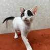 ミルクで飼育四兄妹❗️ファイティングポーズ❤石松 サムネイル2