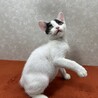 ミルクで飼育四兄妹❗️ファイティングポーズ❤石松 サムネイル3