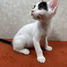 ミルクで飼育四兄妹❗️ファイティングポーズ❤石松 サムネイル4