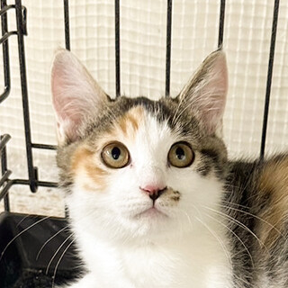 トライアル中！なれなれ美猫ミケあられ