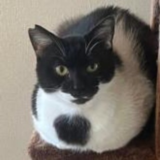 【一匹飼いに】個性的なお顔のマイペースなモー君2歳