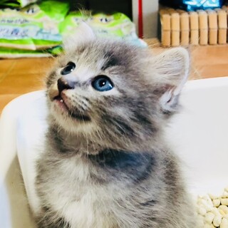 モコモコのフワフワグレーちゃんママも一緒に。