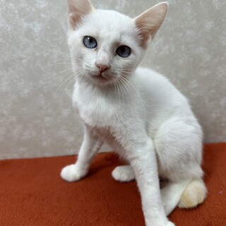 ぐでねこチャンチャーム　ひまわり×ミケ猫 ぐでねこチャンチャーム ひまわり×ミケ猫 ぐでねこチャンチャームひまわり×