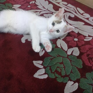 ちょっぴりタレ目の白キジ猫(代理掲載)