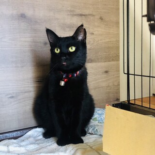 大人しくて甘えん坊の黒ちゃんです