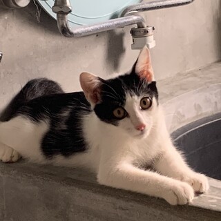 愛らしく健気で賢い仔猫♂