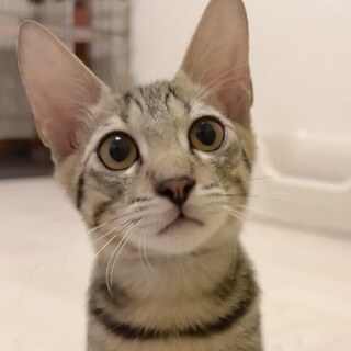 ベージュ色のキジトラ男の子