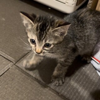 顔もおめめもまんまるキジトラまりな