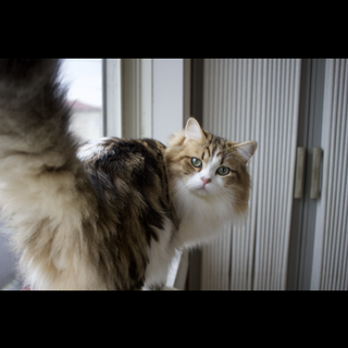 【募集停止】ペットショップから保護したマンチカン