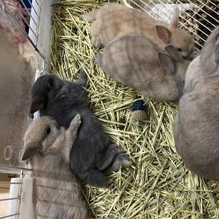 ネザーランドドワーフの子ども