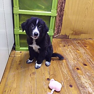 保健所救出犬！里親様緊急募集！！