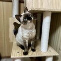 ブルーの瞳が綺麗な優しいシャム猫ちゃん