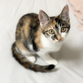 美人さんなミケ子猫ちゃん♪