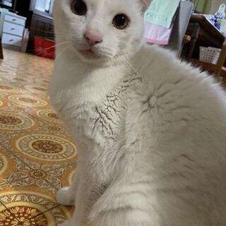 【募集中】白猫さんの新しい飼い主さんを探しています