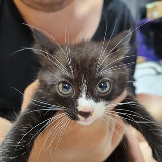 黒白の可愛い女の子です。