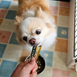 「ニコご飯食べてくれない問題①」サムネイル1
