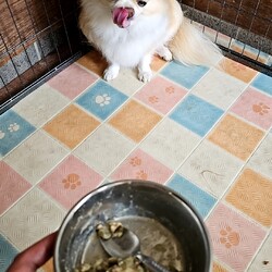 「ニコご飯食べてくれない問題①」サムネイル2