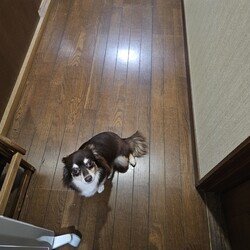 「ニコご飯食べてくれない問題①」サムネイル3