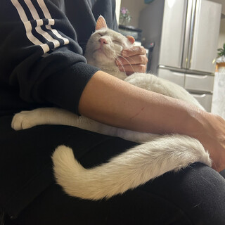 優しいイケメン猫君