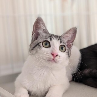 【8/25⭐️堺東にて譲渡会】参加猫おかちゃん